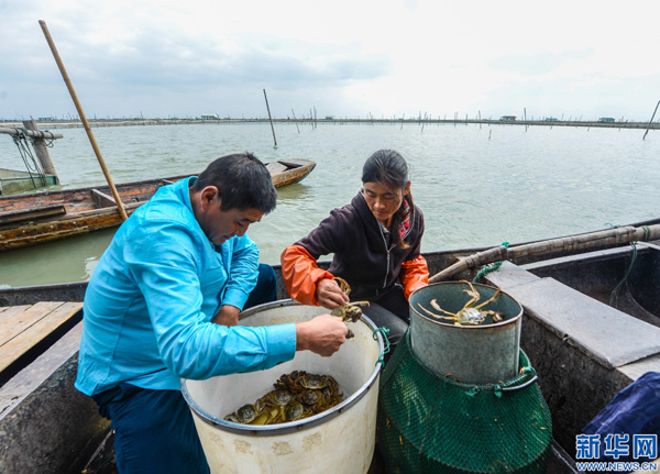 Õ㽺þÖÝ£ºÌ«ºþ¡°Ë®ÉÏÄÁ³¡¡±Ó·áÊÕ