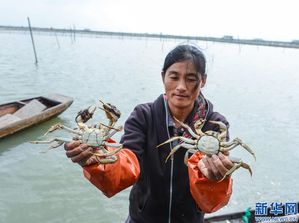 10ÔÂ9ÈÕ£¬ºþÖÝÊÐÎâÐËÇøÖ¯ÀïÕòÇÇœ¾´åÁ¼»ªË®²úºÏ×÷ÉçµÄÑøÖ³»§ÔÚÌôѡ̫ºþз¡£