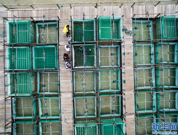 10ÔÂ9ÈÕ£¬ÓοÍÔÚºþÖÝÊÐÎâÐËÇøÖ¯ÀïÕòÇÇœ¾´åÁ¼»ªË®²úºÏ×÷ÉçµÄÌ«ºþзÏúÊÛµãµÄÍøÏäÄÚÌôѡ̫ºþз¡£