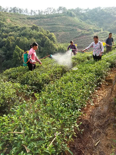 广西梧州力促富硒茶开发 助推产业扶贫