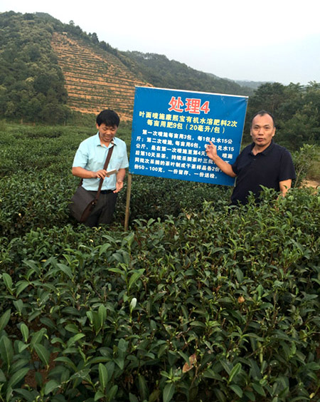 图为黄华平(右一)在茶园开展现场技术指导
