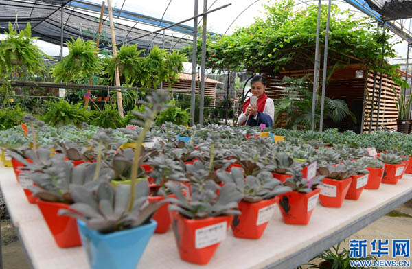 广西桂林:花卉旅游亮金秋