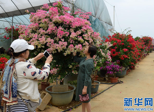 10月13日,游客在桂林尧山花卉基地拍照。