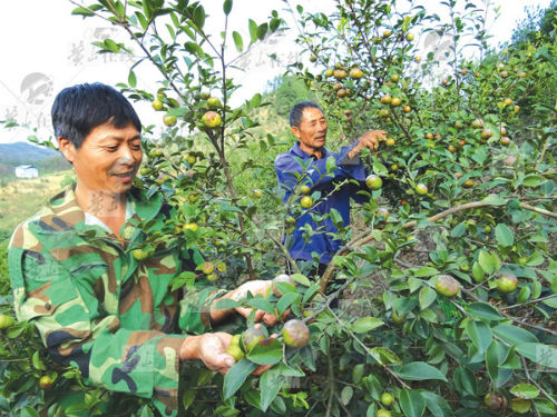 ջɽ16000ĶͲ ʹ2.50Ԫ/