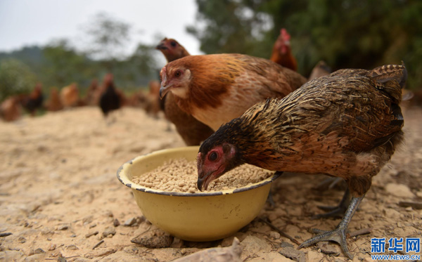 ǹˮˮһũֳļڽʳ109㣩