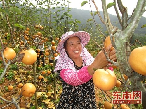 福建武夷山:客溪黄梨进京城 带动村民增收致富