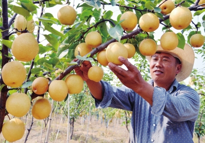 江苏省泗洪县:“黄金梨”错峰上市助增收