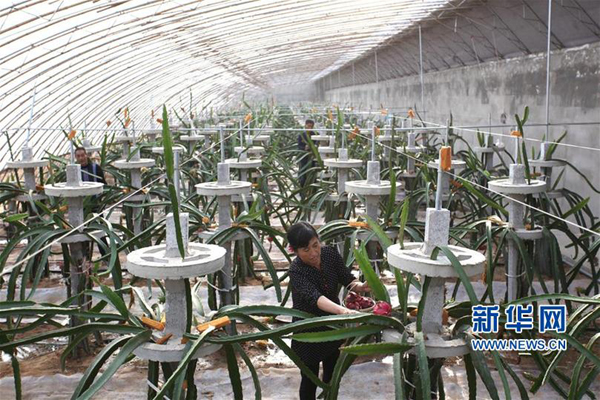 山东文登暖棚火龙果迎来收获季