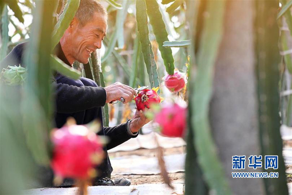 10月18日,果农于新华在山东文登米山镇西山后村的暖棚内采收火龙果。