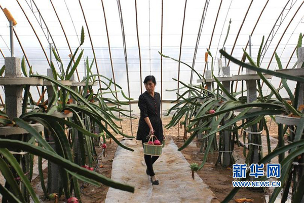 10月18日,果农王常娥在山东文登米山镇西山后村的暖棚内采收火龙果。