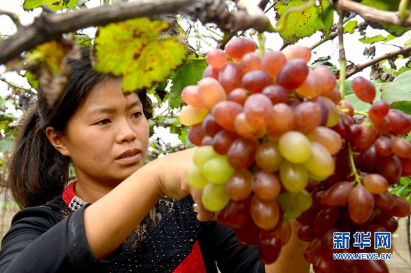 河南夏邑:推进产业扶贫 实现精准带动
