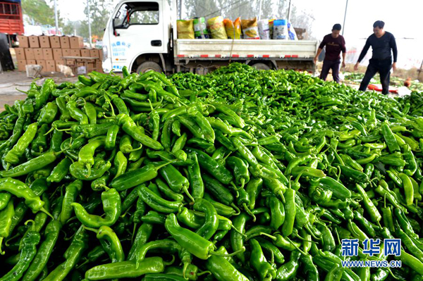 河南夏邑:推进产业扶贫 实现精准带动