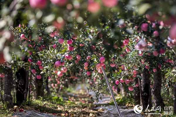 ɽƽ½25Ķƻϲ ɫ԰Ʈ