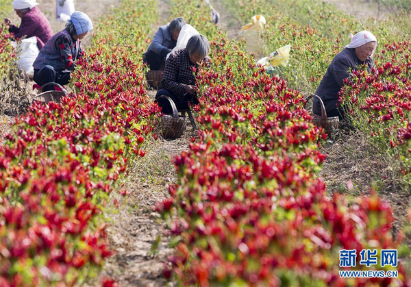 1019գɽʡƽ½ũժ콷