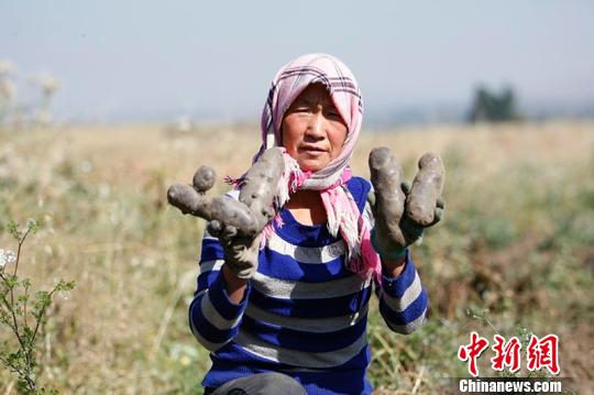 新疆吉木萨尔县试种“黑疙瘩” 丰产丰收助农民致富