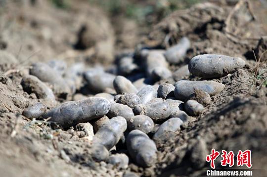 新疆吉木萨尔县试种“黑疙瘩” 丰产丰收助农民致富