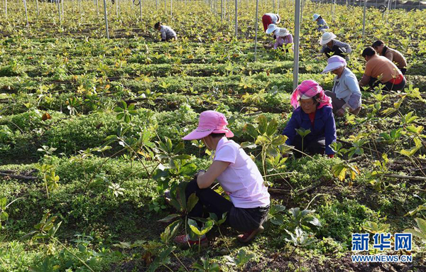 1019գׯֵɴũҩֲسݡ