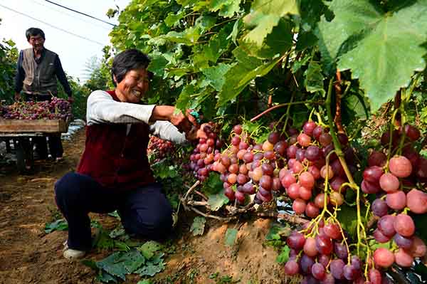 山东乳山:葡萄熟了