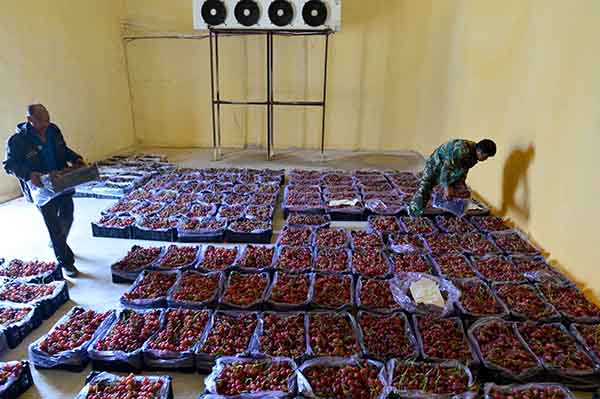 10月20日,乳山市诸往镇二龙口村村民将收获的葡萄放进光伏冷风库。