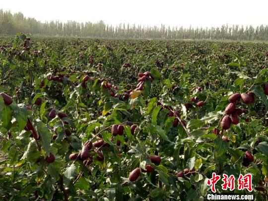 新疆兵团第一师在塔河上游两岸建成全国最大连片红枣基地