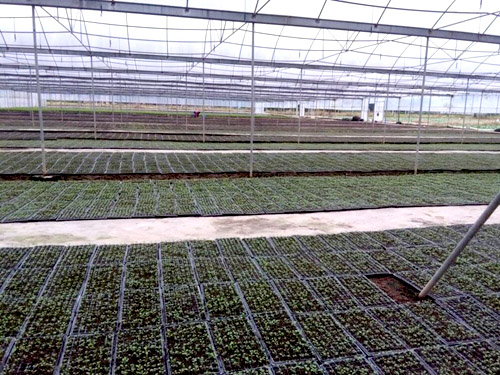 ݻԶҴ弯Լ硢һ廯ٽ߲˲ҵЧ