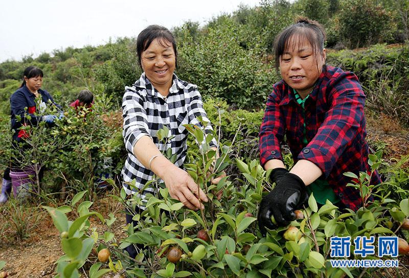 江西万年:油茶喜采摘 致富“摇钱树”