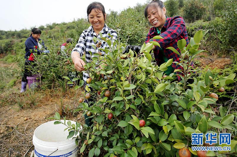 江西万年:油茶喜采摘 致富“摇钱树”