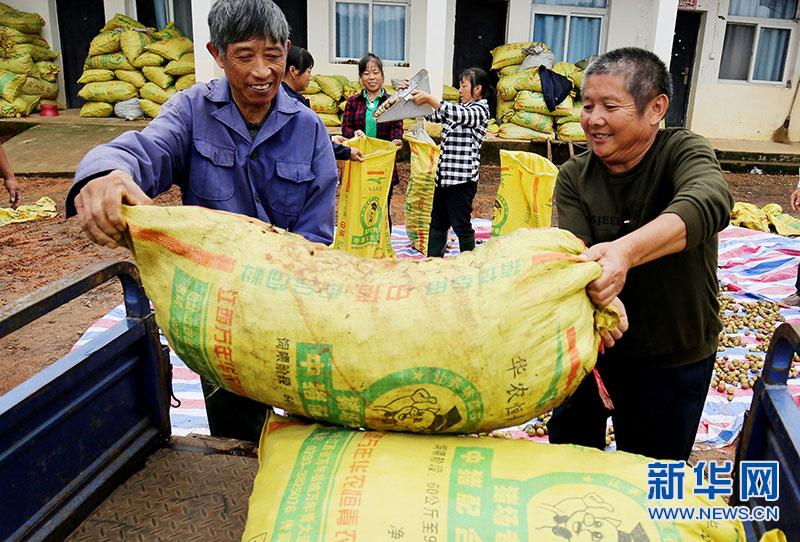 江西万年:油茶喜采摘 致富“摇钱树”