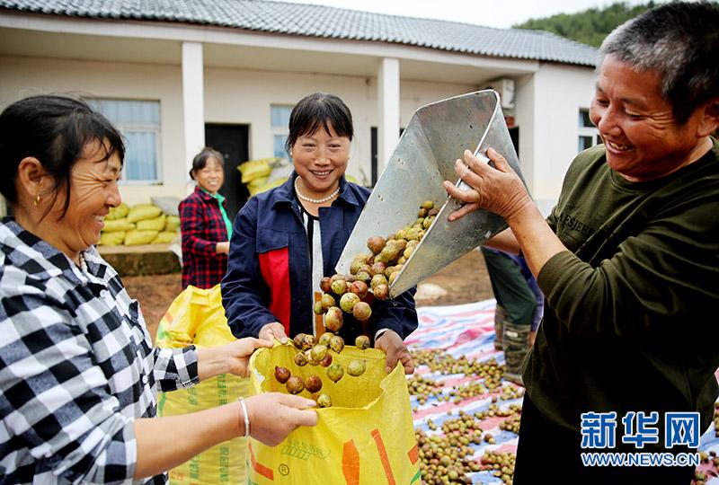江西万年:油茶喜采摘 致富“摇钱树”