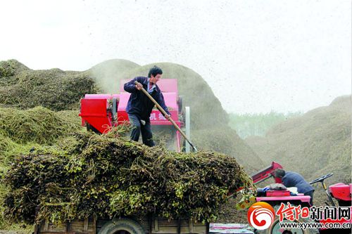 河南淮滨:秸秆不烧 变废为宝