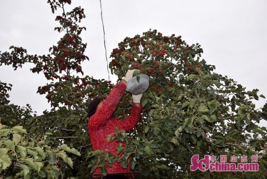 ɽǧĶɽϲ ũЦտժæ