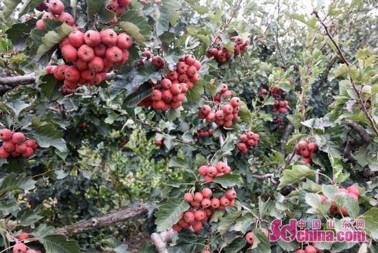 ɽǧĶɽϲ ũЦտժæ