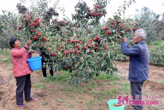 ɽǧĶɽϲ ũЦտժæ