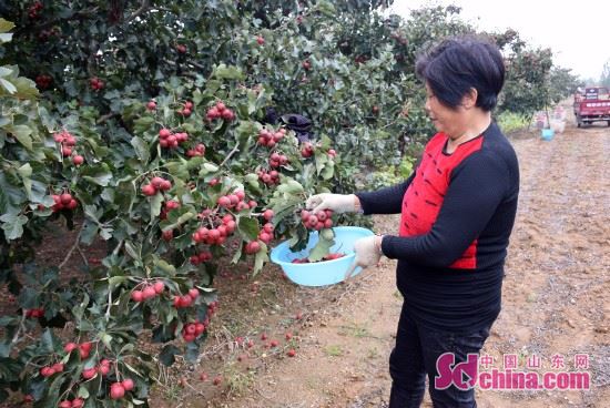 ɽǧĶɽϲ ũЦտժæ