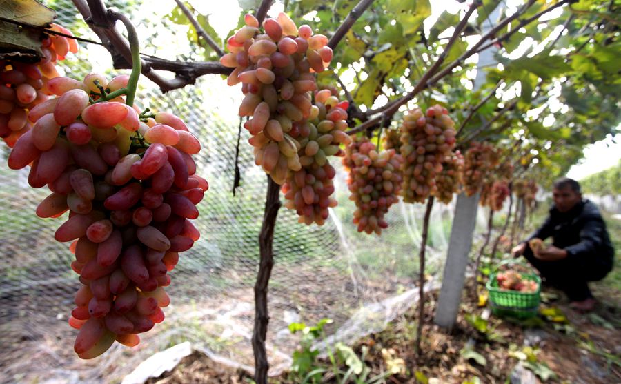 112գʡׯֲרҵڲժѡ