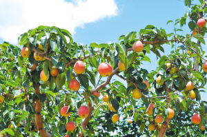 今年县街红梨增产增收