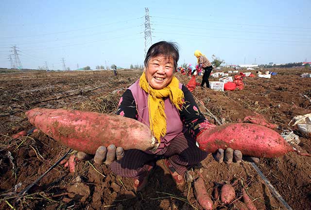 ɽīİٶĶ޹عϷ ۵عϲɷ