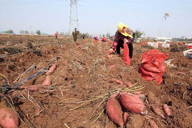 ɽīİٶĶ޹عϷ ۵عϲɷ