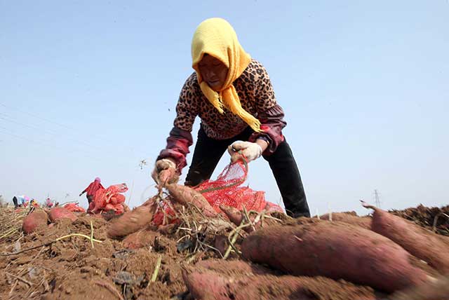 ɽīİٶĶ޹عϷ ۵عϲɷ