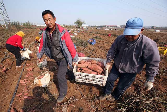 ɽīİٶĶ޹عϷ ۵عϲɷ