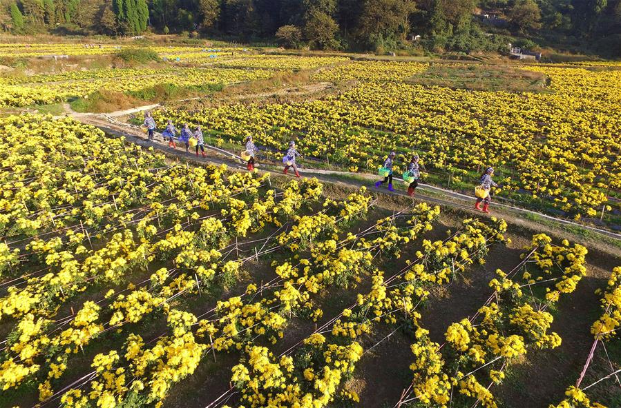 ʡˮشׯʥջľũժ˿ʾգ113㣩