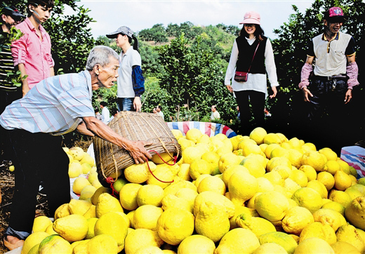 广西容县沙田柚旅游文化节引客12万