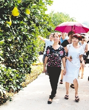 沙田柚种植园吸引了众多游客。