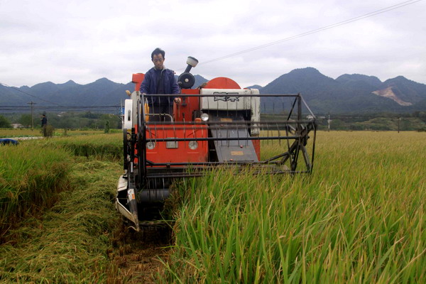 湖南省联合专家组到双峰粮食基地测收产量