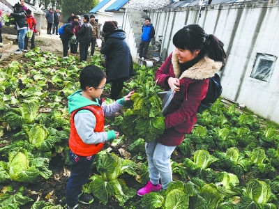 北京:有机农场里的大白菜“成功转型”