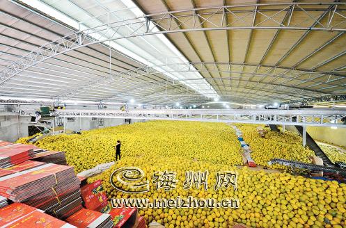 广东苏区梅县产金柚 致富农民千万家