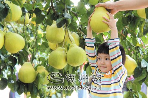满树的金柚让小朋友开心不已。