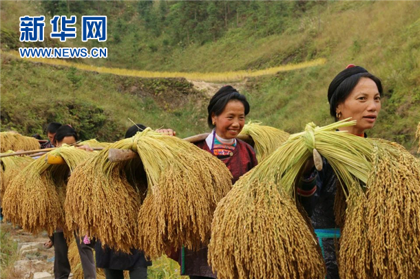 贵州从江香禾糯助农增收8千余万元