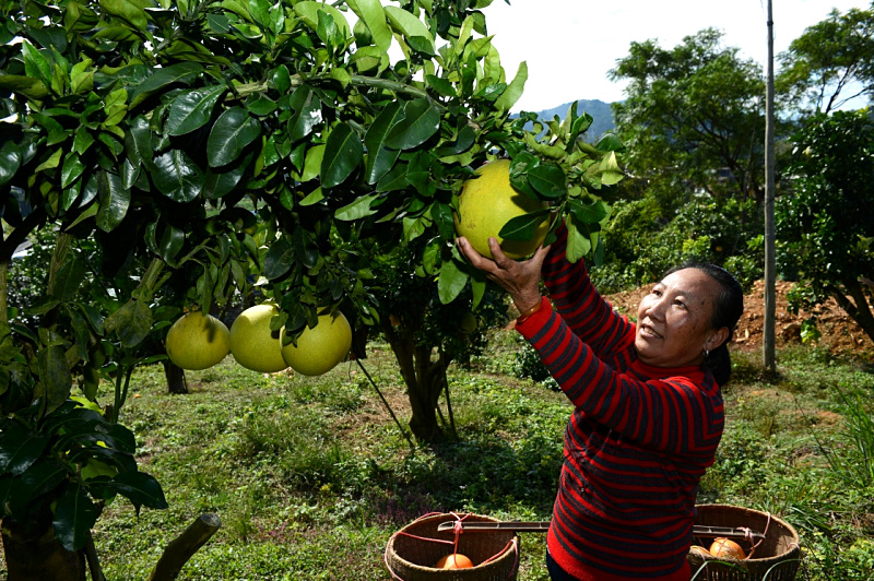 1110գص彭¯ʹڲժӡ