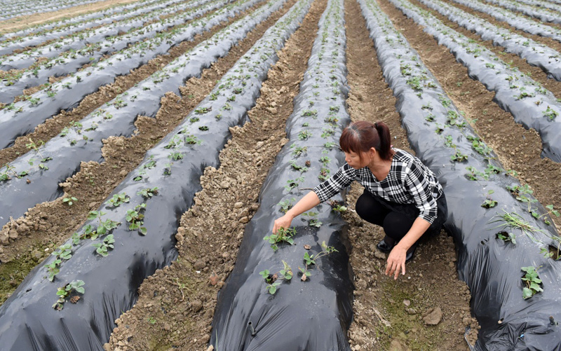 1113գһ߲˲ҵʾĹڹܻݮ